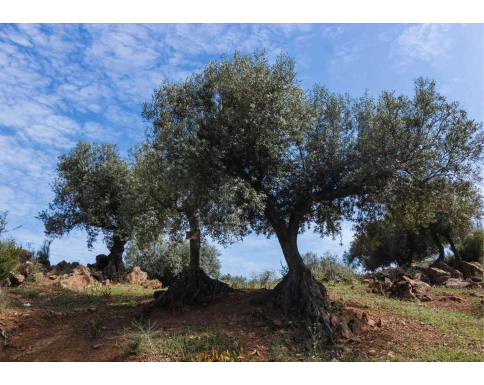 ΠΙΝΑΚΑΣ ΣΕ ΚΑΜΒΑ Δέντρο σε Ανοιχτό Τοπίο