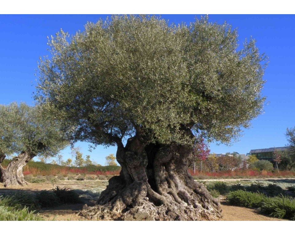 ΠΙΝΑΚΑΣ ΣΕ ΚΑΜΒΑ Δέντρο σε Ανοιχτό Τοπίο