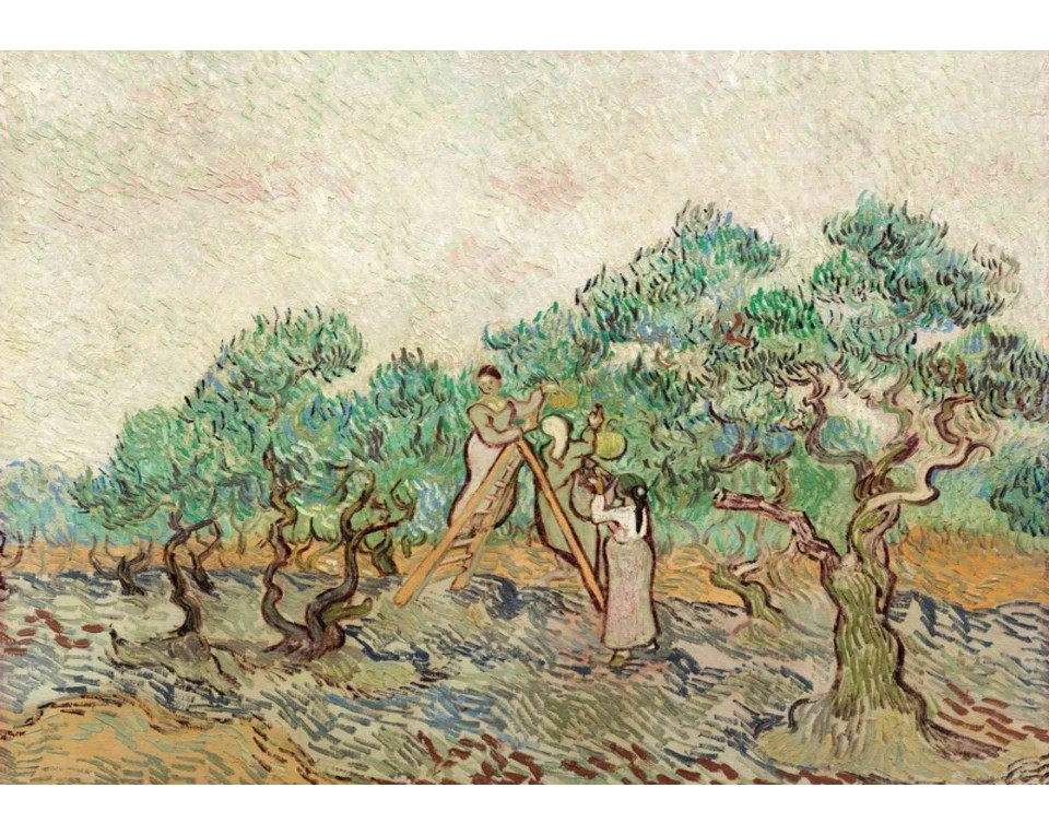 ΠΙΝΑΚΑΣ ΣΕ ΚΑΜΒΑ Vincent van Gogh - Γυναίκες Μαζεύουν Ελιές